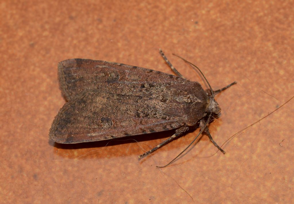 Lepidottero da identificare - Peridroma saucia, Noctuidae